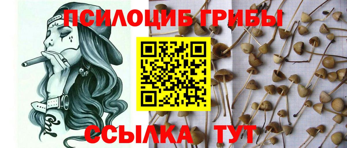 магазин    Вход с VPN  Заречный  Галлюциногенные грибы мицелий 